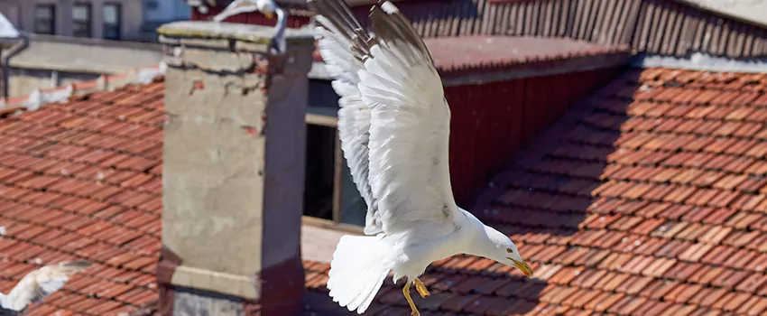 Residential Chimney Animal Removal Solution in El Cerrito, CA