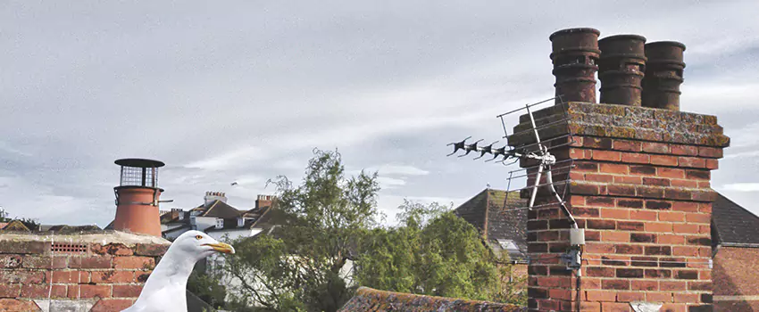 Chimney Cleaning And Restoration in El Cerrito, California